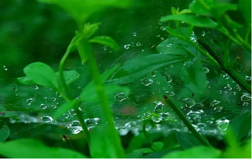 沂风景区景怎么样八月的雨欢淌着夏日的独属清凉