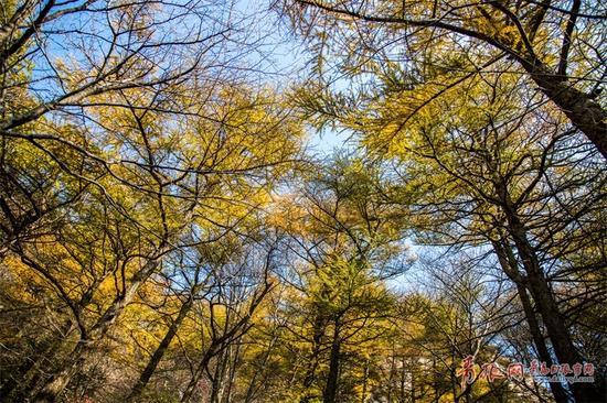 据了解，从10月28日持续至11月30日,崂山风景区、石老人观光园和二龙山等景区推出市民凭身份证半价优惠政策。