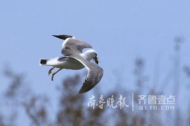 从产蛋到孵化，数万只黑尾鸥在这里繁育后代