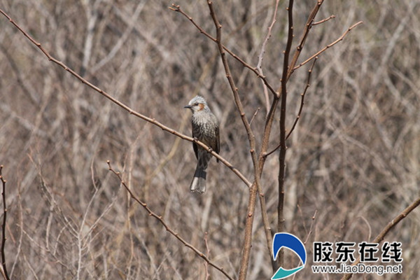 栗耳短脚鹎